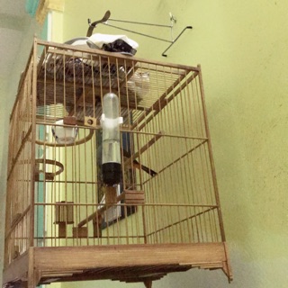 Móc treo lồng chim inox phi 4