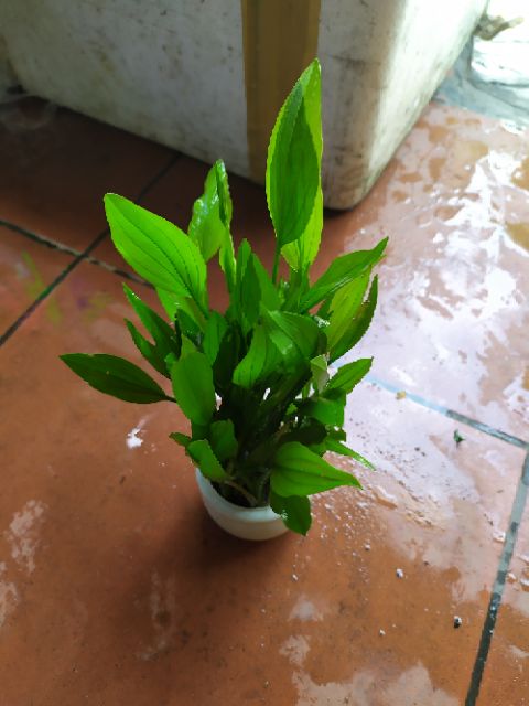 Cây Lan Nước thủy sinh