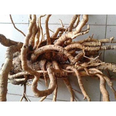 Rễ Đinh Lăng Khô Nguyên Củ