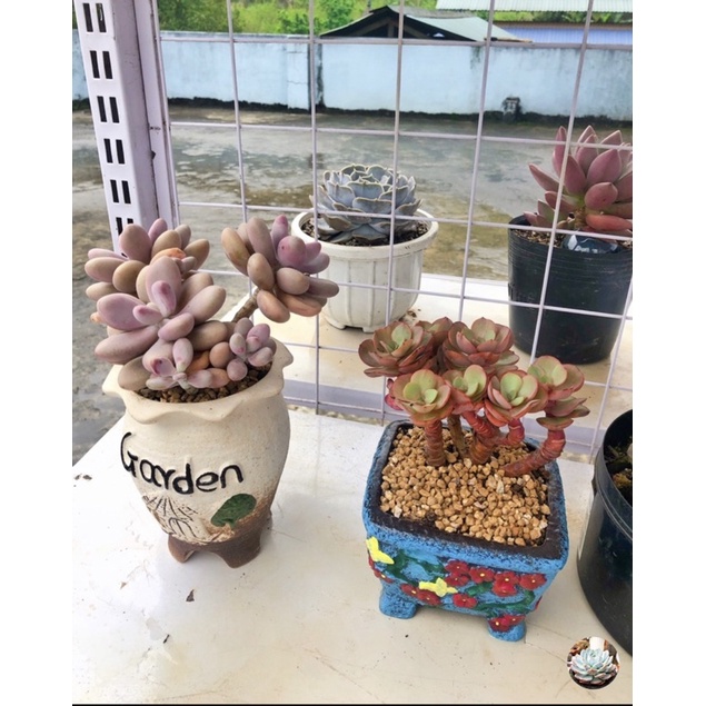 Chậu mini trồng cây cảnh, sen đá xương rồng dáng kim cương