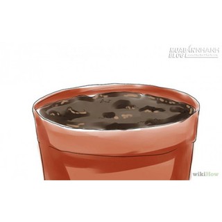 HẠT GIỐNG CHERRY CÁC LOẠI - 1 GÓI