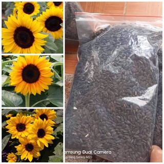 [1 LẠNG ] HẠT GIỐNG HOA HƯỚNG DƯƠNG LÙN NẢY MẦM TRÊN 90%