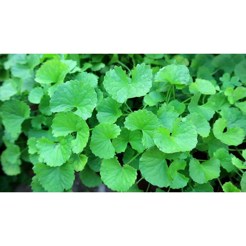 100 Hạt Giống Rau Má Lá To