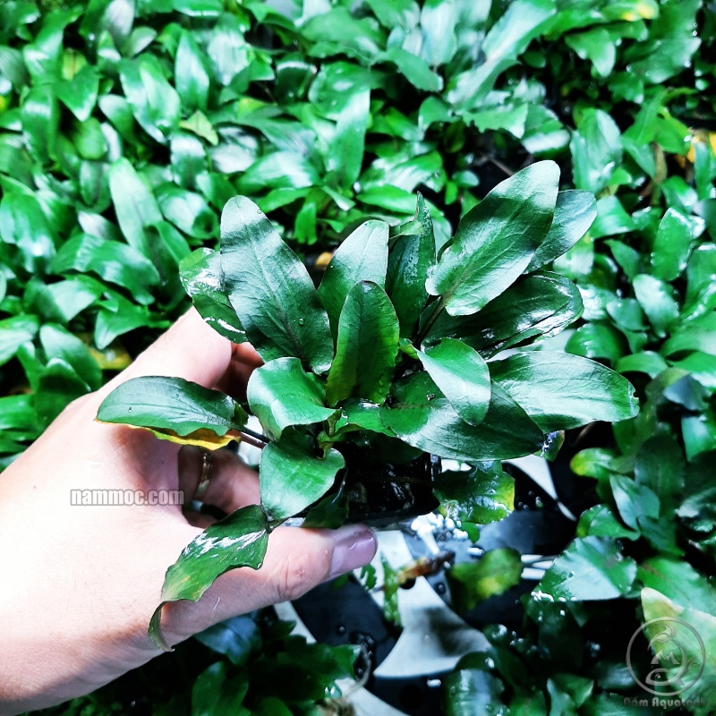 Cây Tiêu Thảo  | Cây thuỷ sinh đẹp - Dễ trồng