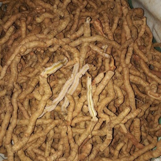 Ba kích tím