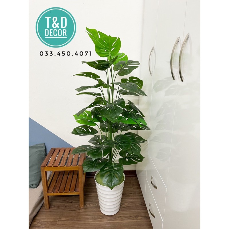 Cây trầu bà monstera/ Cây lá rùa 1M3