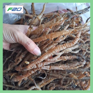 Sá Sùng size trung nấu phở ngọt nước - Sá Sùng sạch cát - Trùn Biển - Phở Xá Sùng