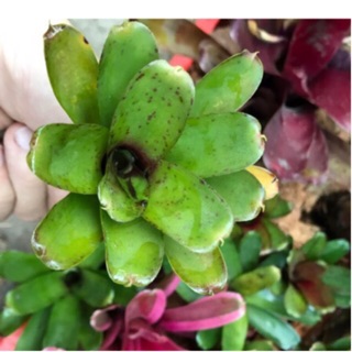 Dứa màu Nam Mỹ neo linda,đứa tiểu cảnh bán cạn,trang trí decor sân vườn nhà cửa