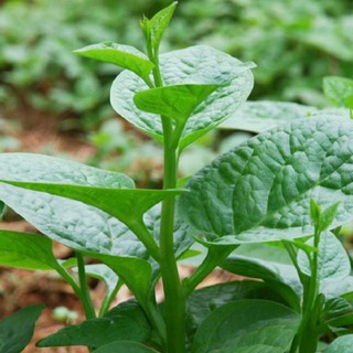 20gr - HẠT GIỐNG RAU MỒNG TƠI