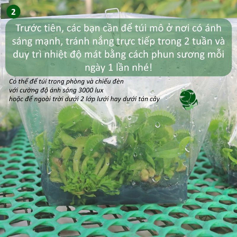 Cây bẫy kẹp B52 cấy mô.