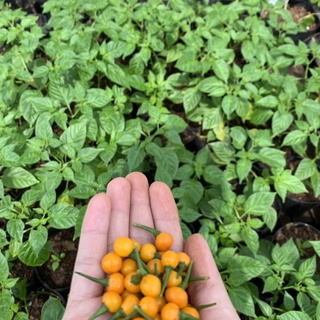 Gói 100gr trái ớt Peru Aji Charapita Mắc Nhất Thế Giới