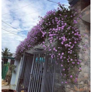 Cây ngũ sắc tím rủ , cây gửi y ảnh cuối có video