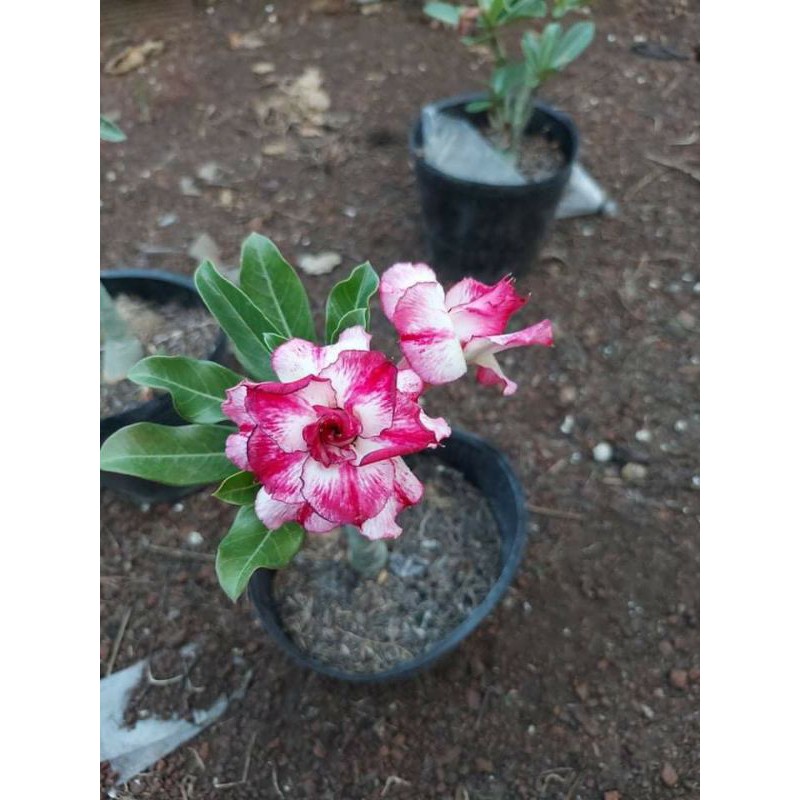 Sứ thái nhập khẩu 01 gói 20 hạt
