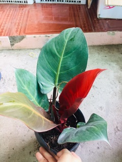 ĐẾ VƯƠNG ĐỎ