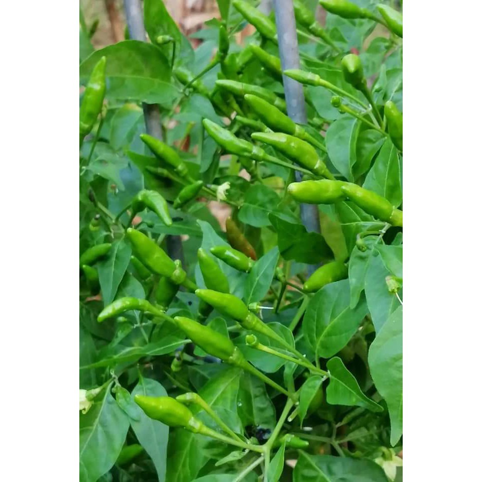 Hạt giống ớt thóc