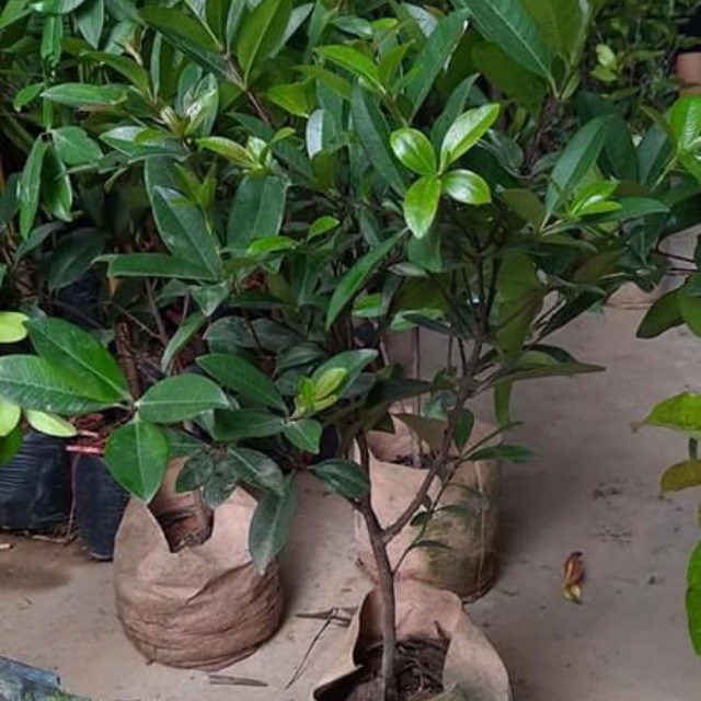 chery lùn giống
