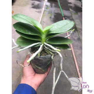 Hoa Lan Hồ Điệp đại Siêu hoa cốc 3.5
