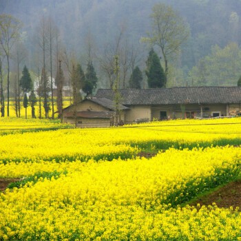 Hạt giống cải hoa vàng dễ trồng