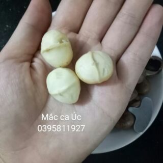 Nhân hạt Mắc ca Úc