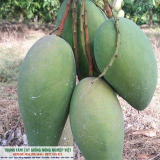 Cây Giống Xoài Đài Loan