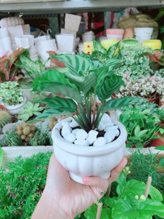 Chậu Đuôi Công Xanh