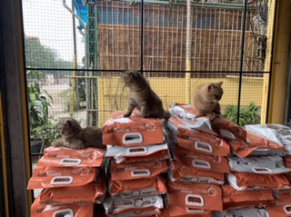Thức ăn mèo Catsrang túi 5kg