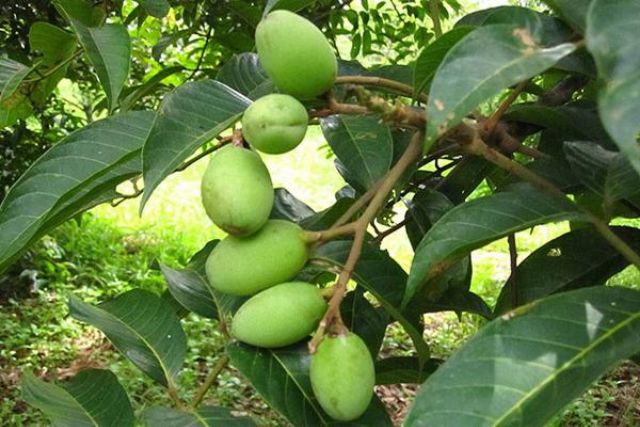 Cây cà na thái cao hơn 1m.