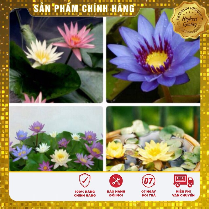 Set 5 Hạt Hoa Súng Mini Thái Lan