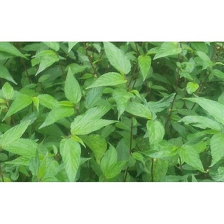 300 Hạt Giống Rau Đay