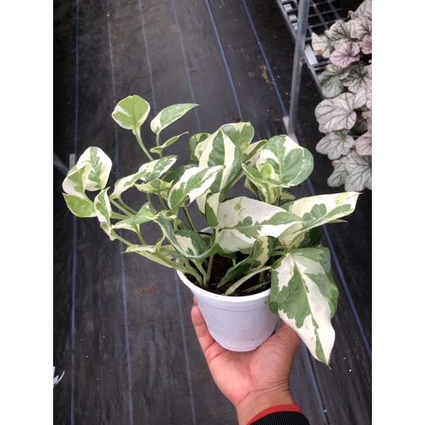 Trầu bà sữa (N Joy Pothos)