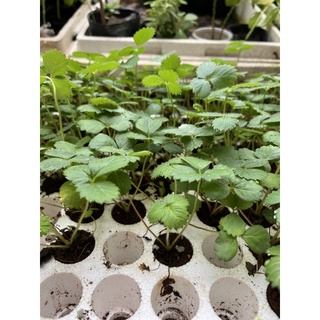 Combo 10 cây dâu tây cấy mô giống Nhật Hana siêu ngọt