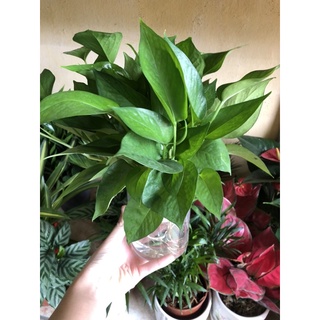 Cây vạn niên thanh thuỷ sinh