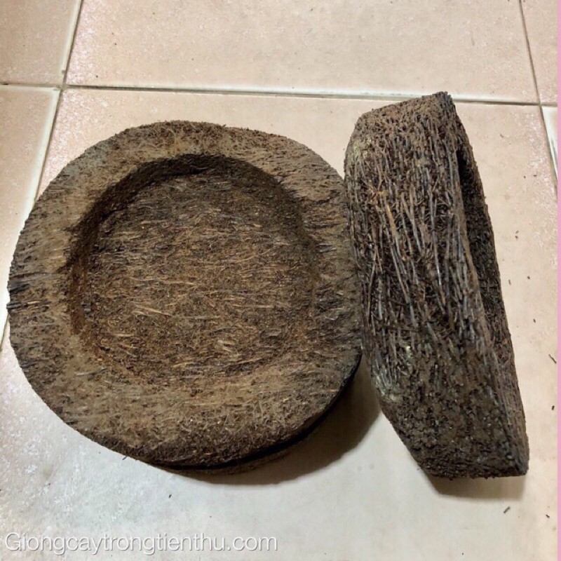 Chậu rớn trồng lan