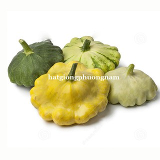 HẠT GIỐNG BÍ ĐĨA BAY NHIỀU MÀU