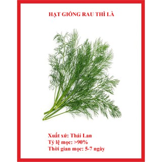 hạt giống rau thì là gói 5gr