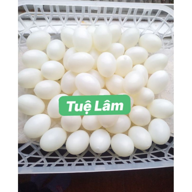 Trứng chim bồ câu giả