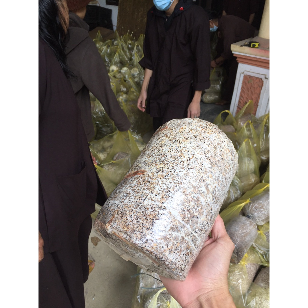 Combo 9 Phôi Nấm Sò Cao Sản Giá Tại Trại - Trồng đủ 3-4 người ăn thoải mái