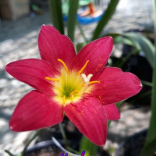 Sét củ huệ mưa