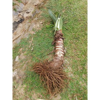 củ cây ráy khổng lồ  làm cảnh
