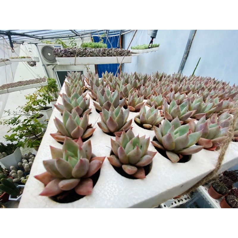 SEN ĐÁ MẬN TÍM MỘNG MƠ size vỉ