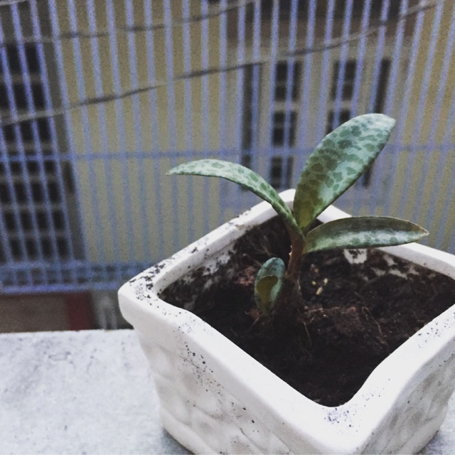 Cây tiểu mi/báo gấm