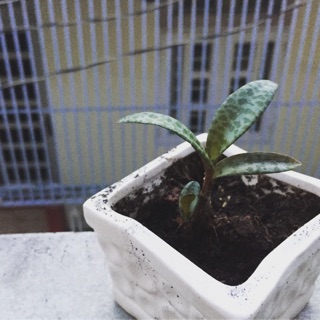 Cây tiểu mi/báo gấm
