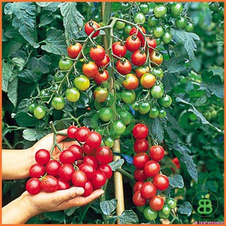  Trichoderma Dạng Lỏng Trị Nấm, Vi Khuẩn, Cải Tạo Đất