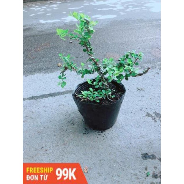 Linh Sam Núi Bonsai