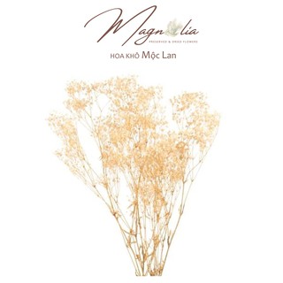 Hoa khô baby giá rẻ 💗FREESHIP💗 Baby Gypsophila hoa khô vĩnh cửu trang trí cắm hoa, chụp ảnh tự sướng