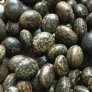 Hạt đậu lào hút độc