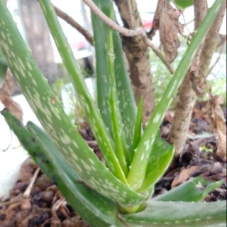 Cây nha đam Việt Nam. Giống tốt đẻ cây con siêu nhiều