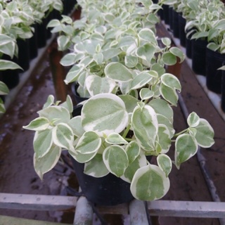 Trầu bà càng cua lá Cẩm thạch