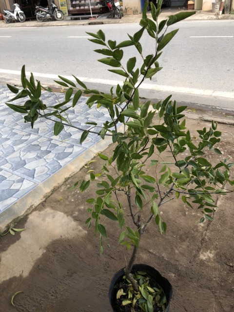 Cây giống hồng táo Shuimen