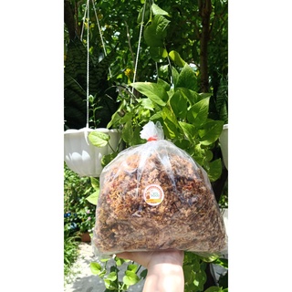 💟CƠM CHÁY BỂ GẠO LỨC CHÀ BÔNG 1KG💟
